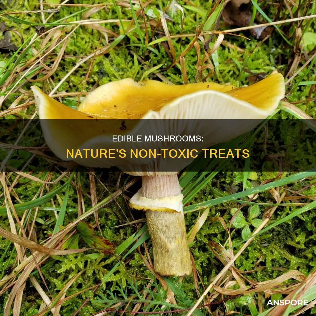 what are nonpoisonous mushrooms called