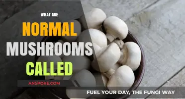 Mushrooms: The Common and Uncommon Varieties