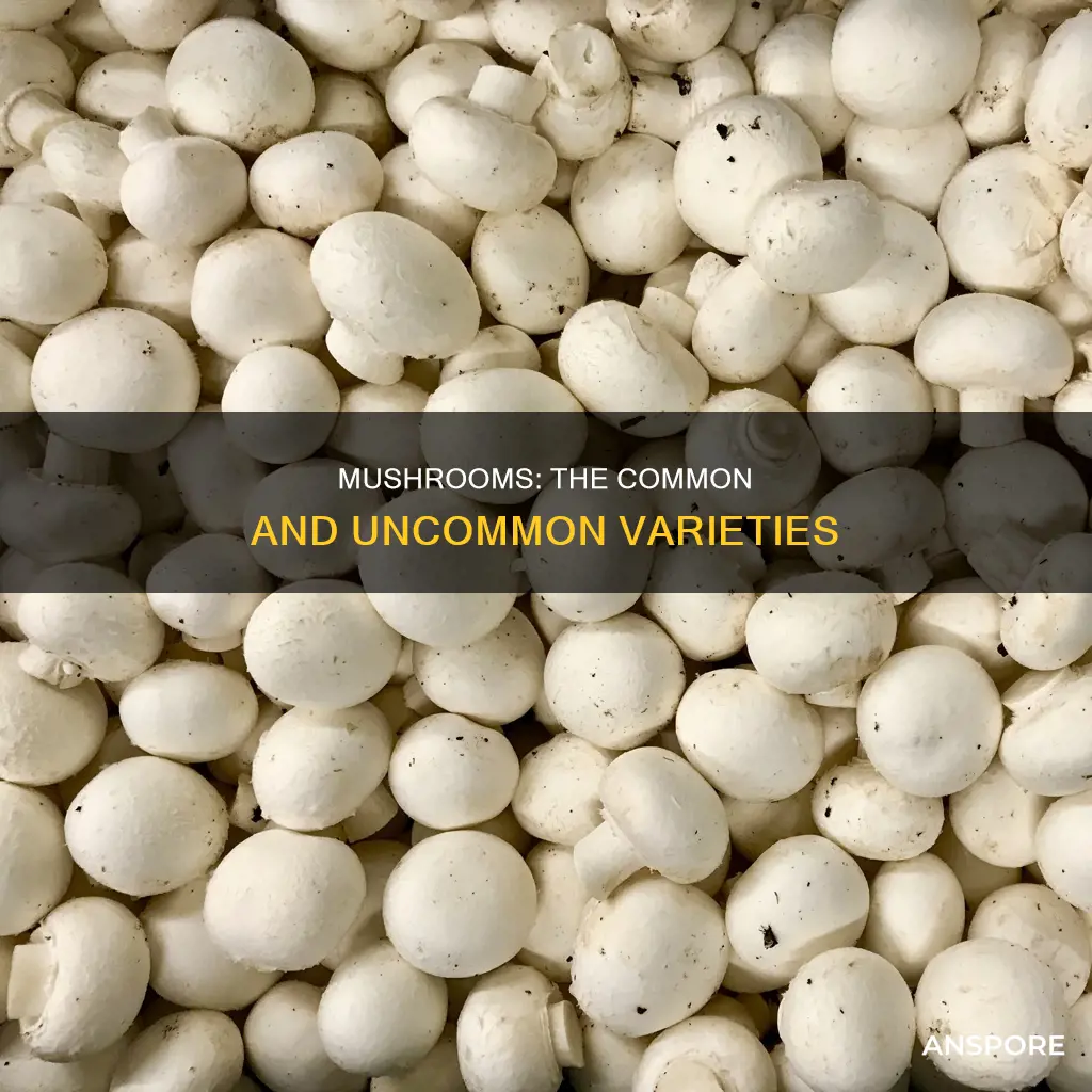 what are normal mushrooms called