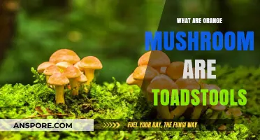Are Orange Mushrooms Toadstools? Unveiling the Fungal Mystery