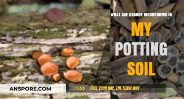 Identifying Orange Mushrooms in Potting Soil: Causes and Solutions