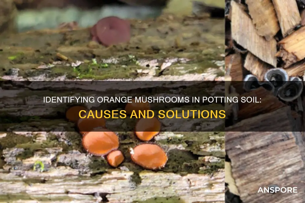 what are orange mushrooms in my potting soil