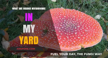 Identifying Orange Mushrooms in Your Yard: Types, Safety, and Care Tips