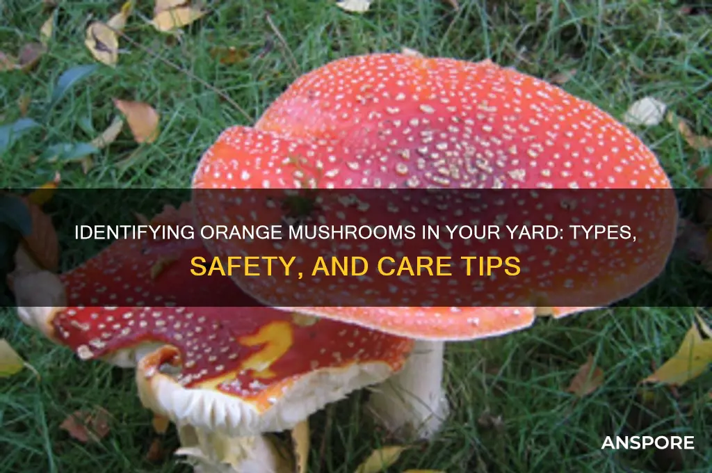 what are orange mushrooms in my yard