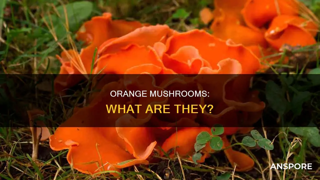 what are orange mushrooms