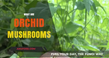 Explore the Rare and Tasty Orchid Mushrooms