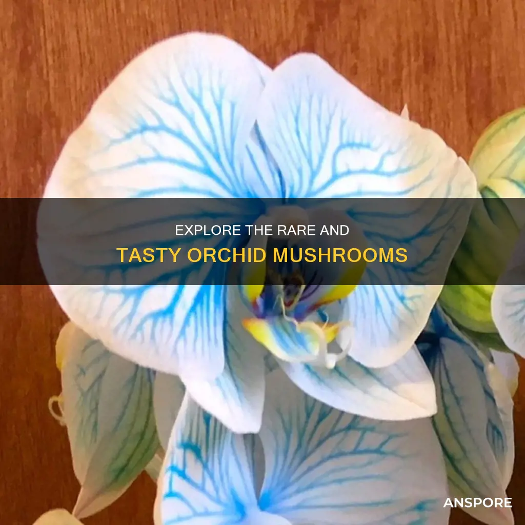 what are orchid mushrooms