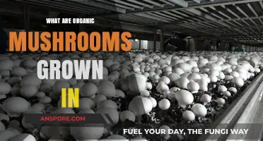 Discover the Natural Substrates for Growing Organic Mushrooms