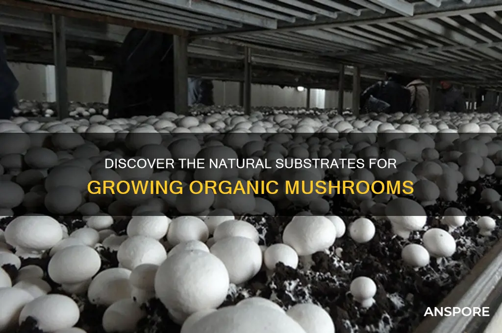 what are organic mushrooms grown in