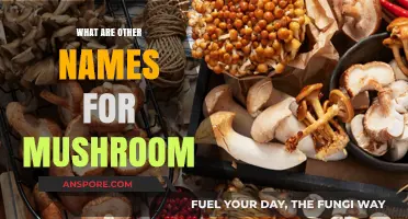 Exploring Alternative Names for Mushrooms: A Fungal Nomenclature Guide