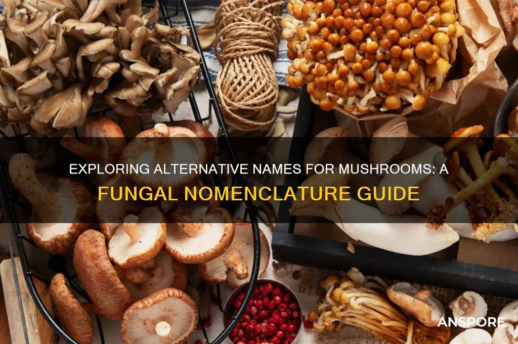 what are other names for mushroom