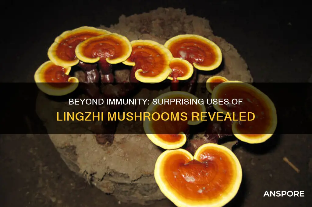 what are other usages of lingzhi mushroom