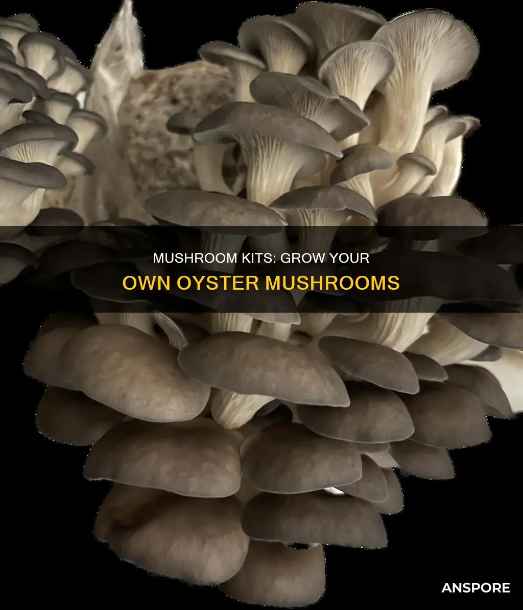 what are oyster mushroom kits