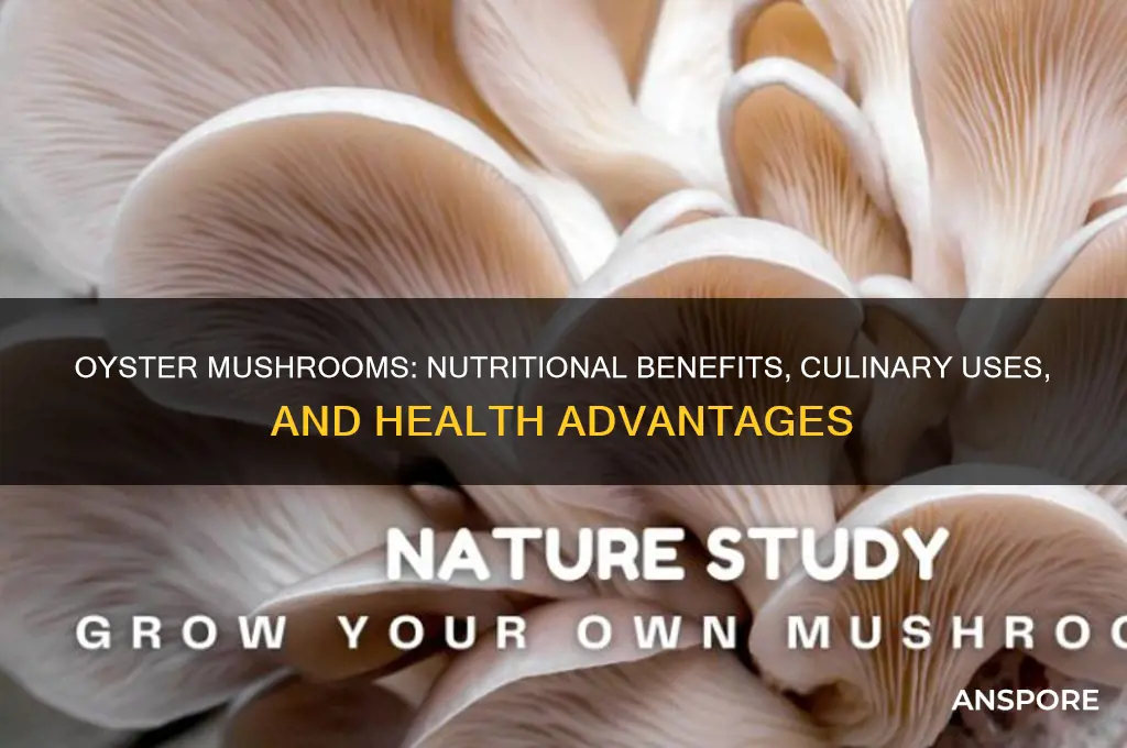 what are oyster mushrooms good for