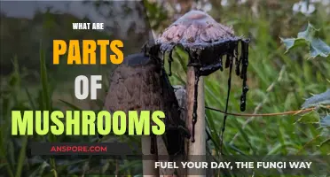 Mushroom Anatomy: Understanding the Complex Structure