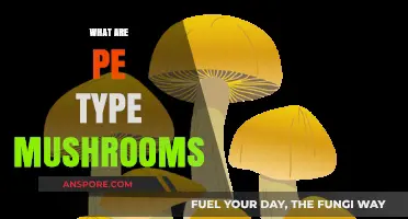 Mushroom Magic: PE Types Explored