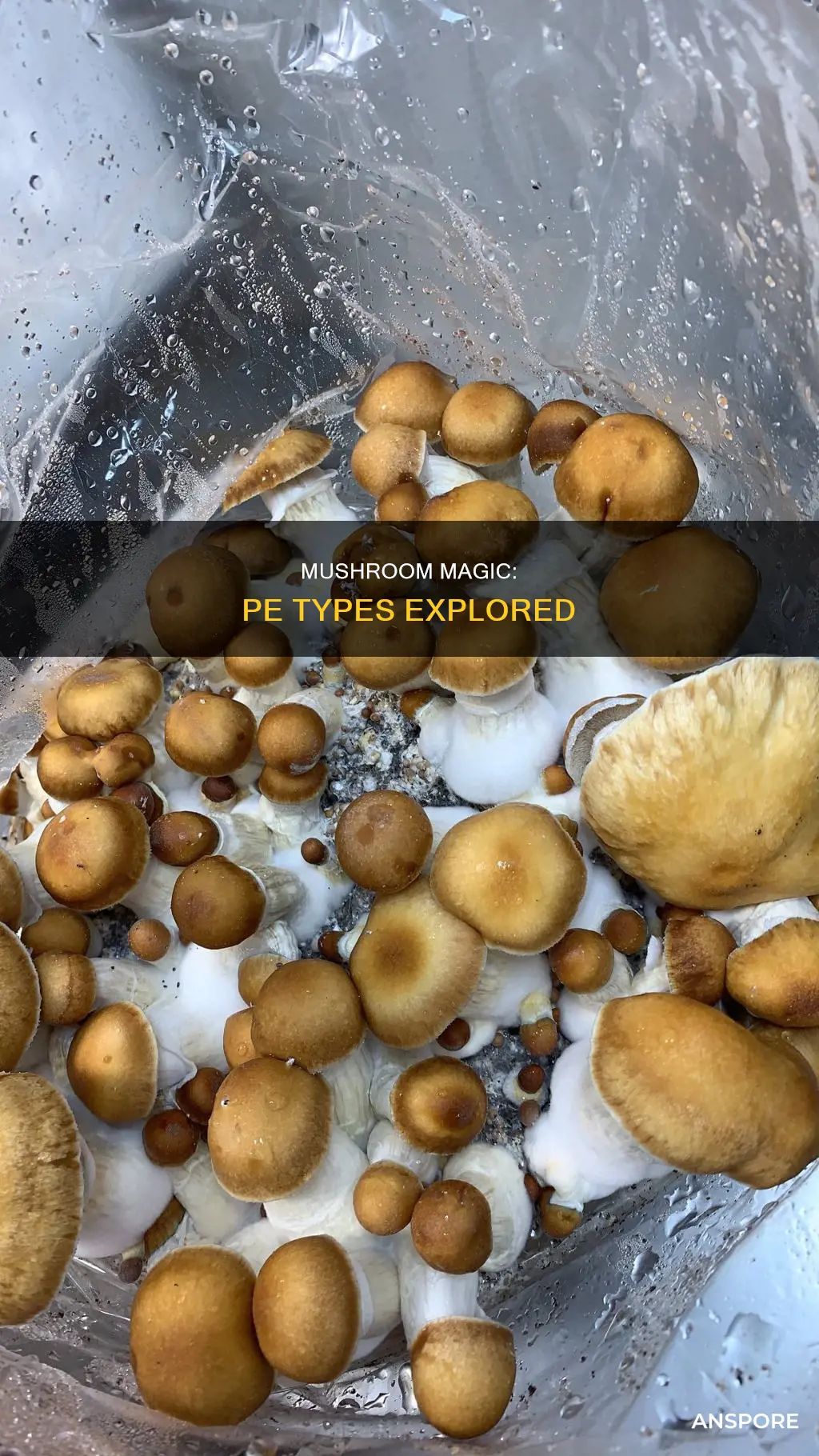 what are pe type mushrooms