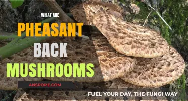 Explore Pheasant Back Mushrooms: A Tasty Treat