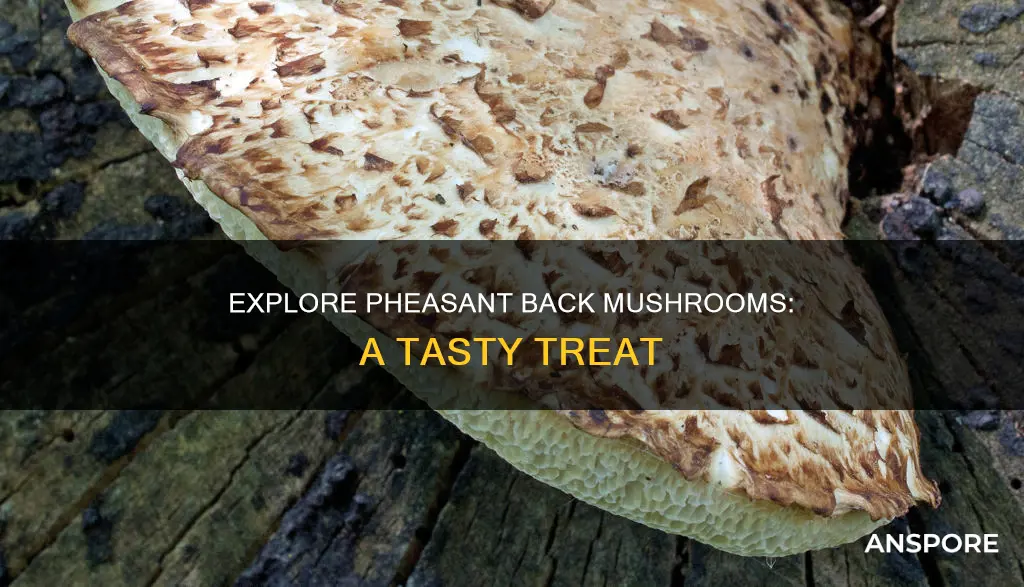 what are pheasant back mushrooms
