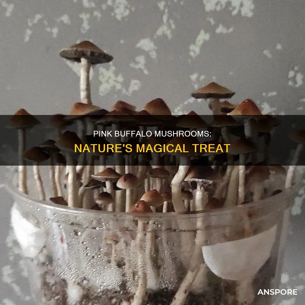 what are pink buffalo mushrooms