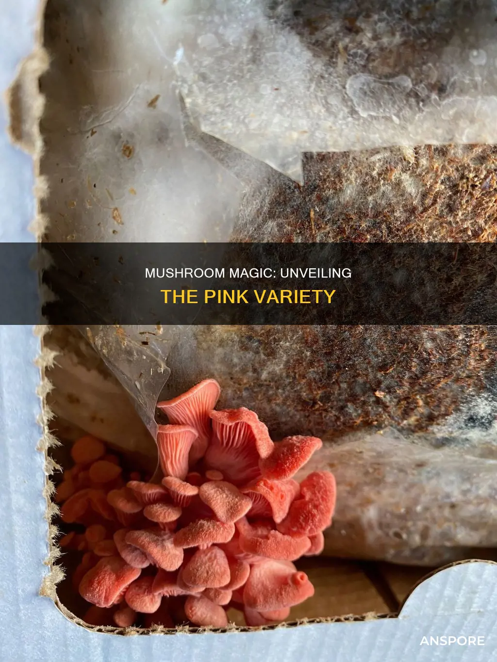 what are pink mushrooms