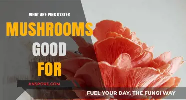 Pink Oyster Mushrooms: Nutritional Benefits, Culinary Uses, and Health Advantages