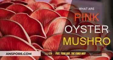 The Pink Oyster Mushroom: A Fungi Delicacy