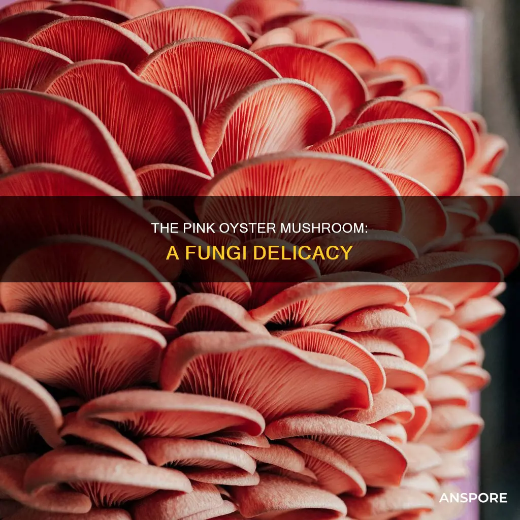 what are pink oyster mushrooms