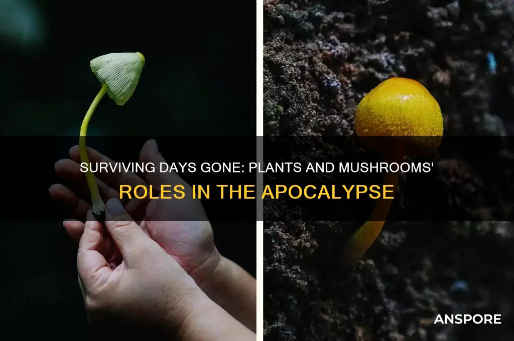 what are plants and mushrooms for in days gone