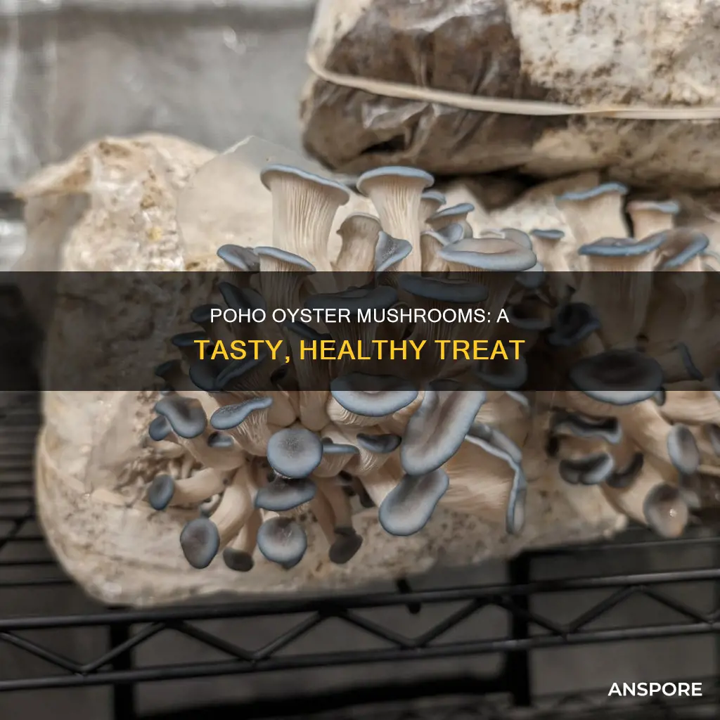 what are poho oyster mushrooms