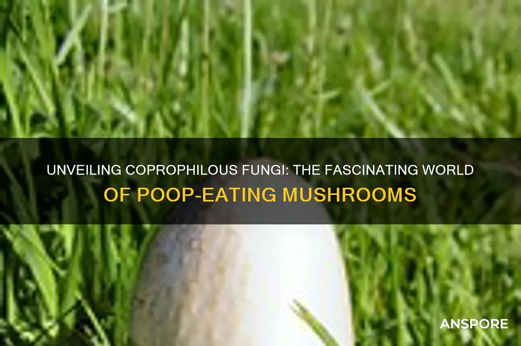 what are poop eating mushrooms called