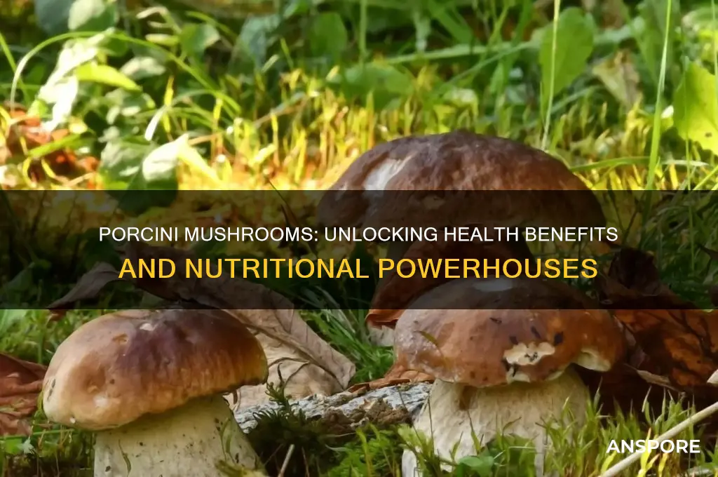what are porcini mushroom good for health