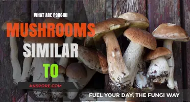 Porcini Mushrooms: Exploring Flavor and Texture Similarities in Cuisine