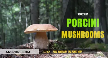 Porcini Mushrooms: A Forager's Guide to Gold