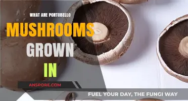 How Portobello Mushrooms Are Cultivated: Substrate and Growing Conditions