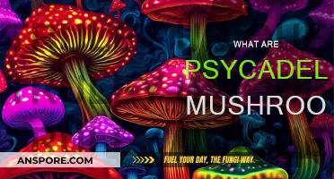 Magic Mushrooms: A Beginner's Guide to Psychedelics