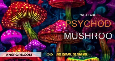 Magic Mushrooms: A Beginner's Guide to Psychedelics