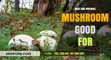 Puffball Mushrooms: Culinary Uses, Health Benefits, and Foraging Tips