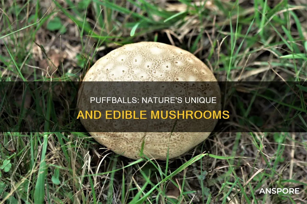 what are puffballs mushrooms
