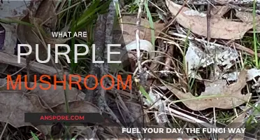 Unveiling the Mystery of Purple Mushrooms