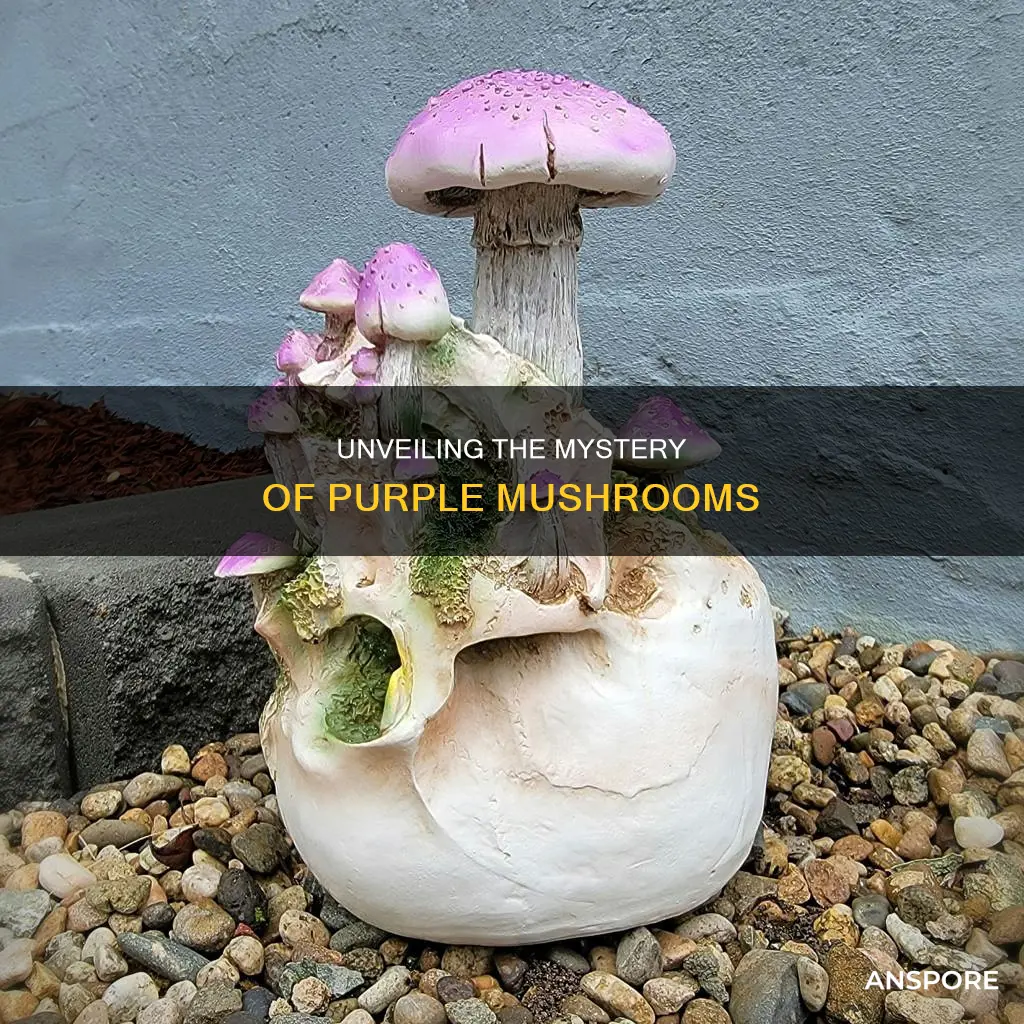 what are purple mushrooms