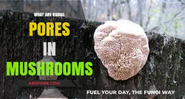 Understanding Radial Pores: Key Features in Mushroom Identification and Taxonomy