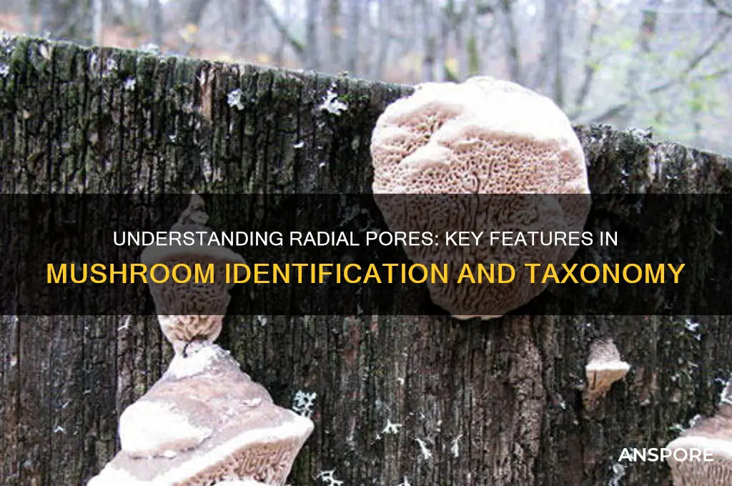 what are radial pores in mushrooms