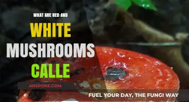 Identifying Red and White Mushrooms: Names, Types, and Characteristics