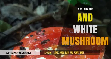 Red and White Mushrooms: Types, Identification, and Culinary Uses Explained