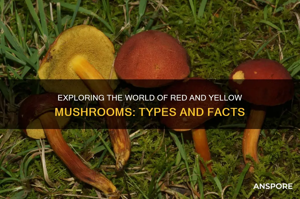 what are red and yellow mushrooms
