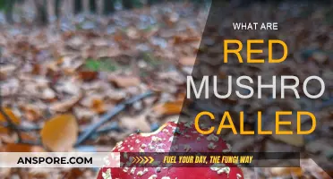 Red Mushrooms: What Are They Called?