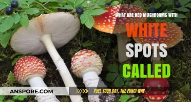Identifying Red Mushrooms with White Spots: The Iconic Fly Agaric