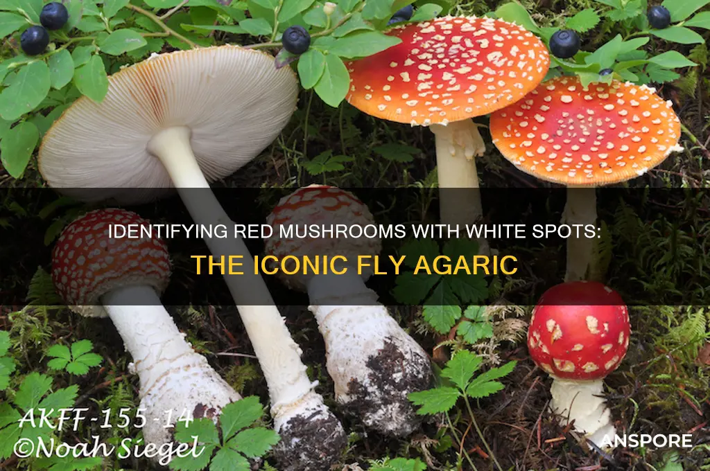 what are red mushrooms with white spots called