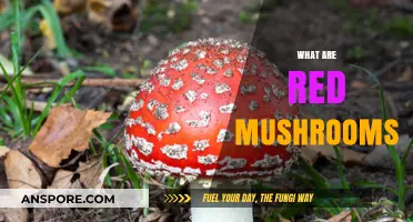 Red Mushrooms: What Are They?